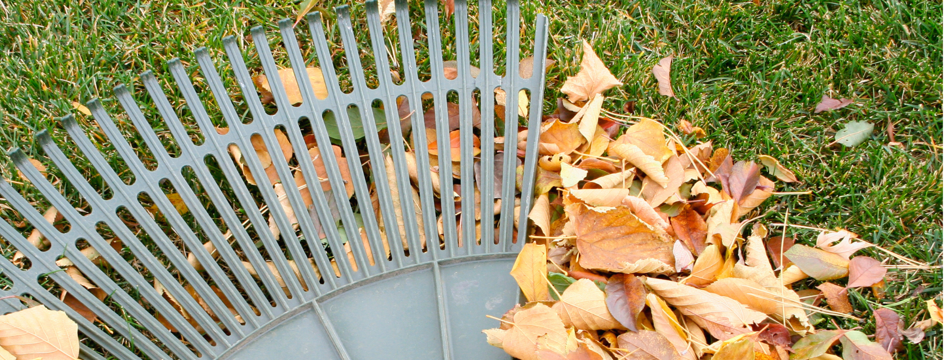 Curbside leaf cleanup we show up and get the leaves you pile at the curb. Don't wait on the scheduled city leaf collection to get your yard looking right. 